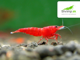 Bloody mary - Neocaridina davidi