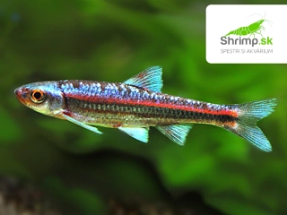 Čerebľa dúhová - Notropis chrosomus