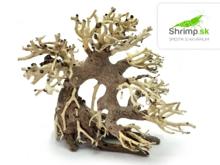 Bonsai Driftwood 20 x 15 x 17 cm (82.)