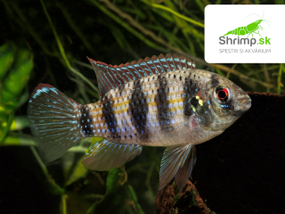 Cichlidka Thomasova - Anomalochromis thomasi
