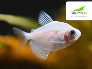 Tetra albin čierna - Gymnocorymbus ternetzi albino