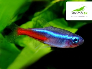 Tetra neonová - Paracheirodon innesi