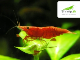 Red sakura - Neocaridina davidi