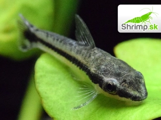 Prísavník jednopruhý - Otocinclus affinis