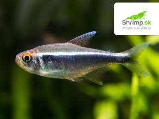 Neonka čierna 10 ks - Hyphessobrycon herbertaxelrodi