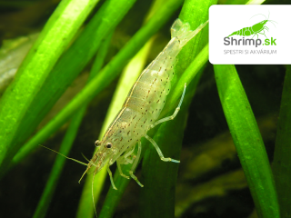 Kreveta Amano S - Caridina Japonica