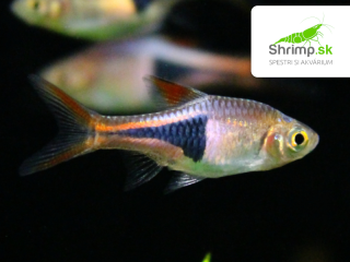 Razbora klinoškvrnná - Rasbora (Trigonostigma) heteromorpha